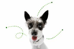 ペットを飼う前に病院でペットアレルギーの有無を調べる