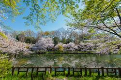 満開のソメイヨシノに彩られた井の頭恩賜公園(出典:PIXTA)